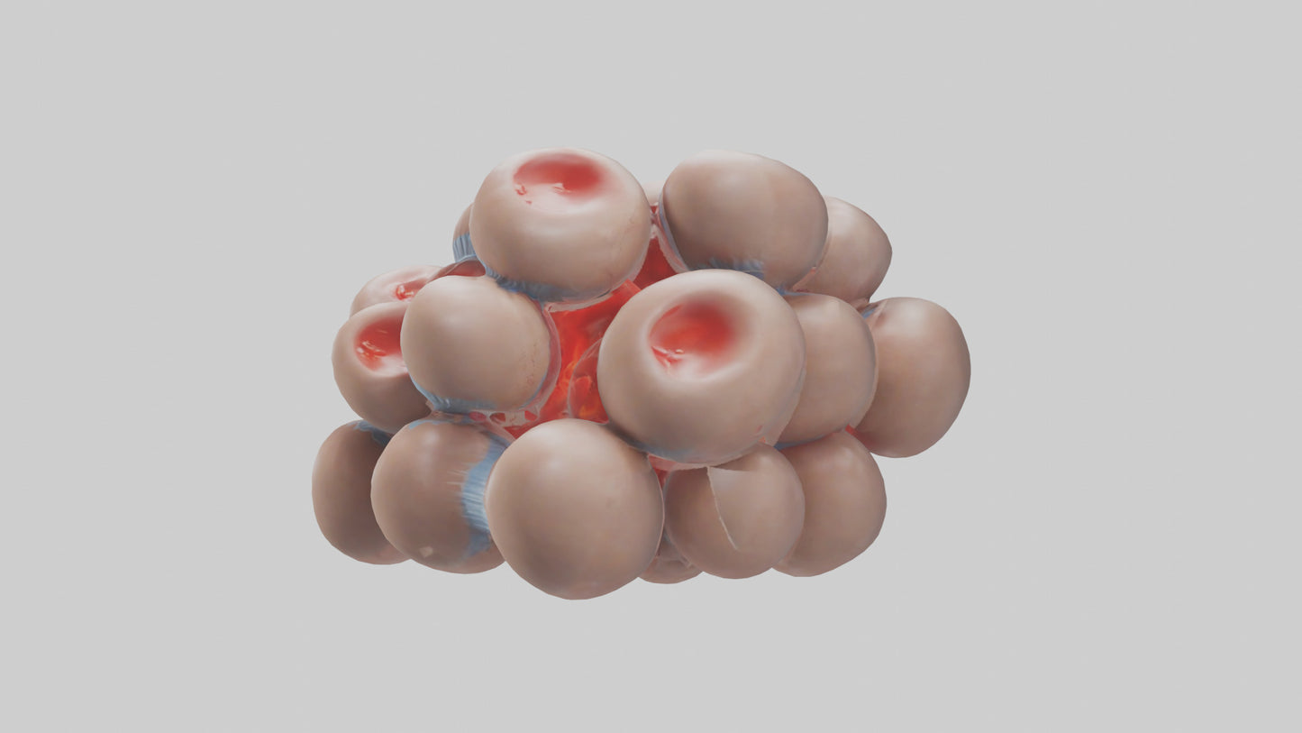 3D model Human Platelets Model VR / AR / low-poly