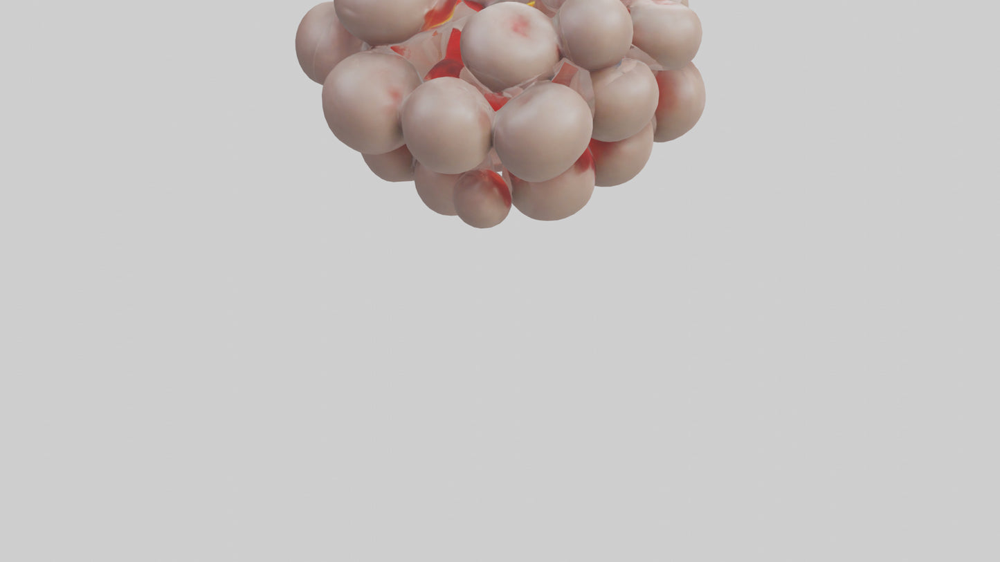 3D model Human Platelets Model VR / AR / low-poly