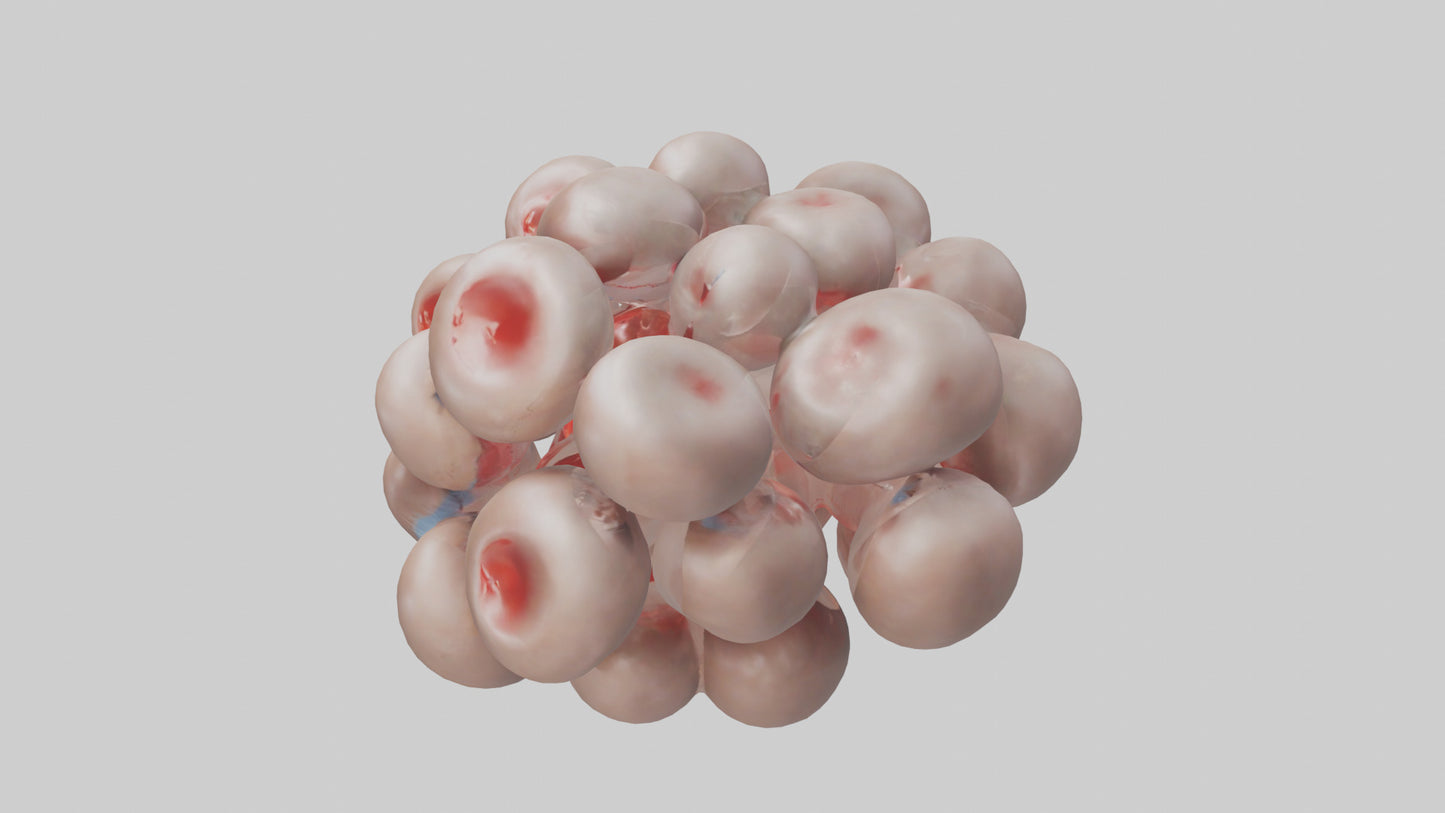 3D model Human Platelets Model VR / AR / low-poly
