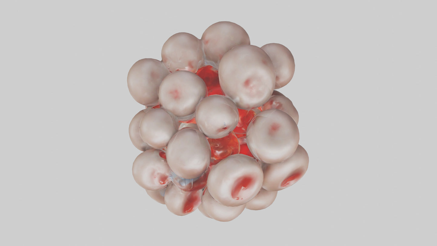 3D model Human Platelets Model VR / AR / low-poly