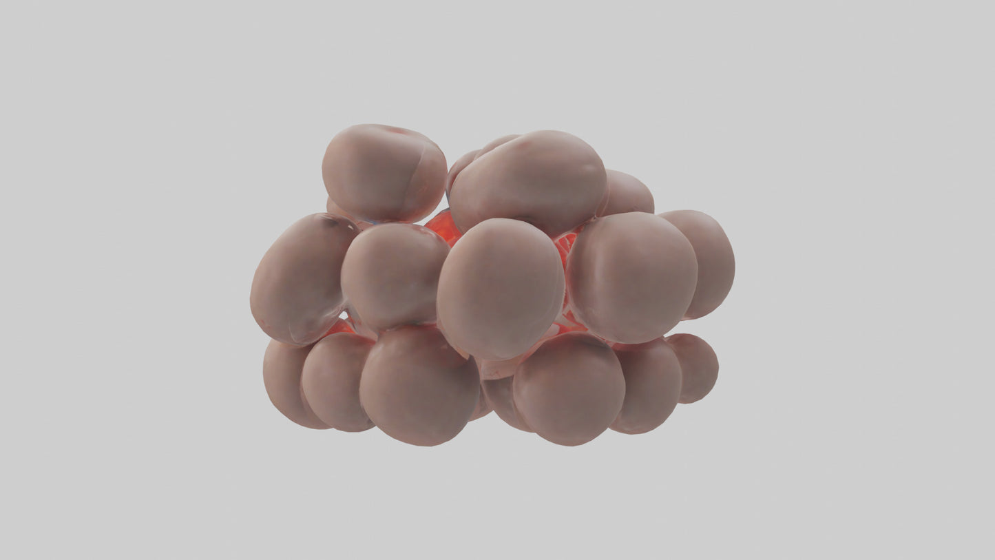 3D model Human Platelets Model VR / AR / low-poly