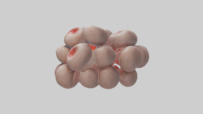 3D model Human Platelets Model VR / AR / low-poly