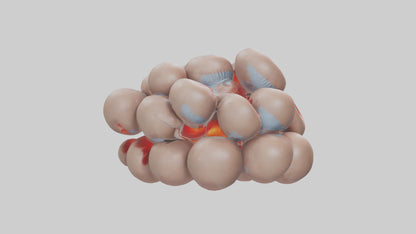 3D model Human Platelets Model VR / AR / low-poly