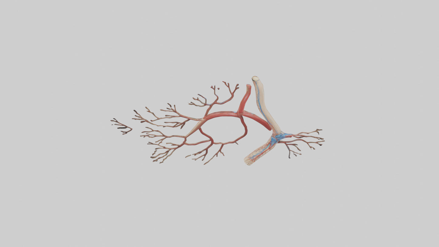 3D model Human Popliteal Artery Model VR / AR / low-poly