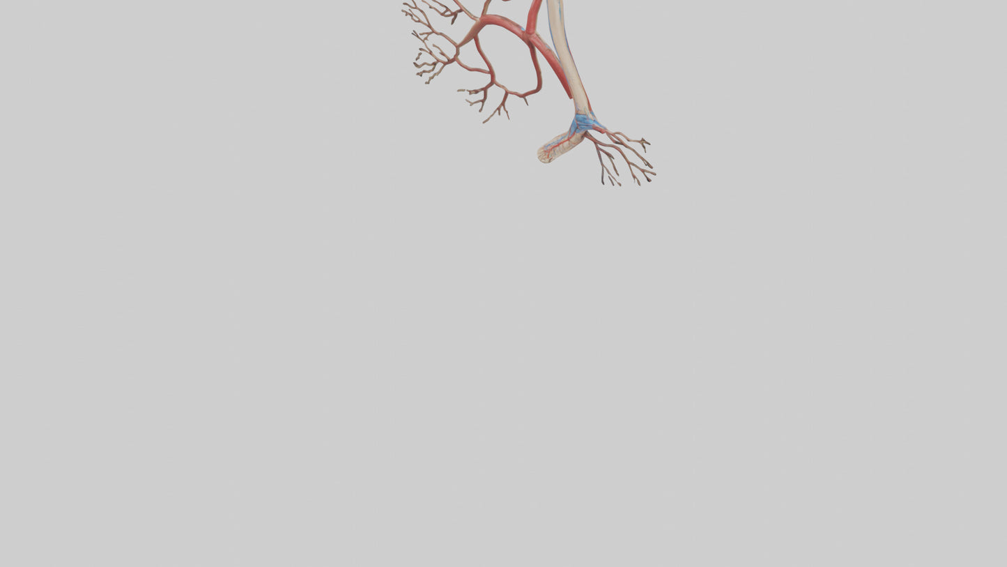 3D model Human Popliteal Artery Model VR / AR / low-poly