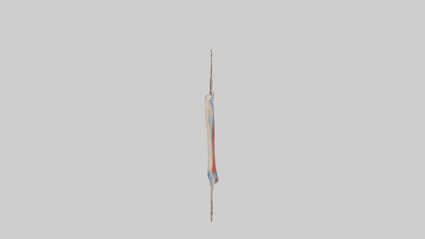 3D model Human Popliteal Artery Model VR / AR / low-poly