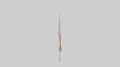 3D model Human Popliteal Artery Model VR / AR / low-poly
