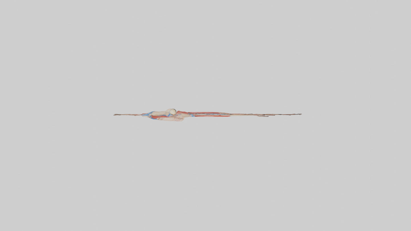 3D model Human Popliteal Artery Model VR / AR / low-poly