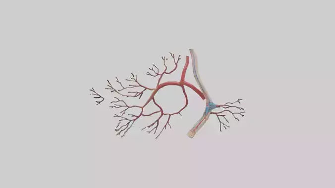 3D model Human Popliteal Artery Model VR / AR / low-poly