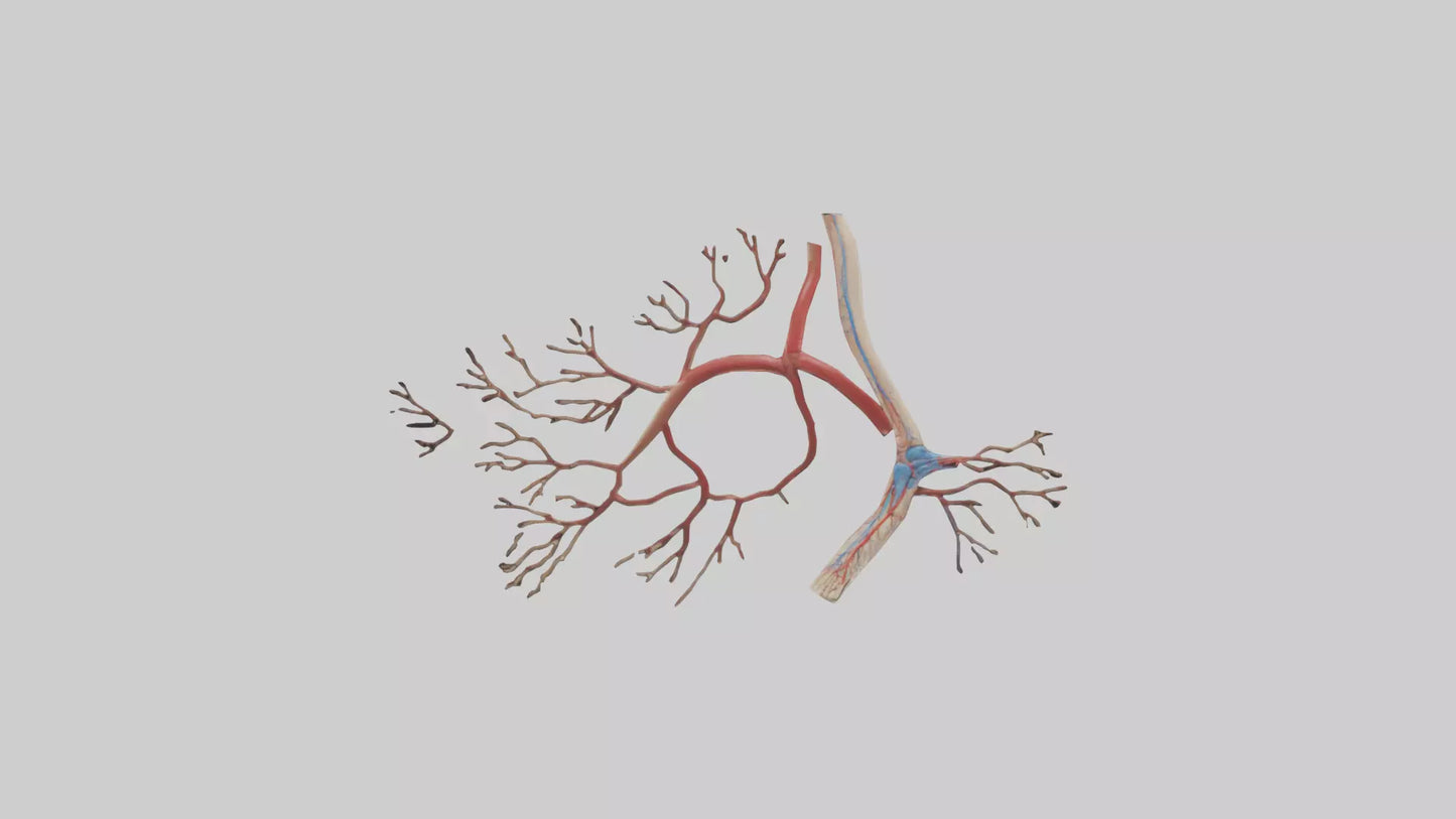 3D model Human Popliteal Artery Model VR / AR / low-poly