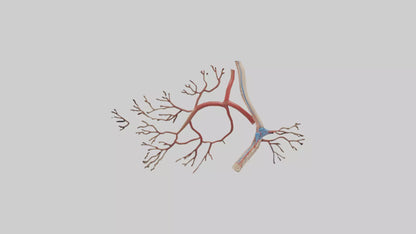 3D model Human Popliteal Artery Model VR / AR / low-poly