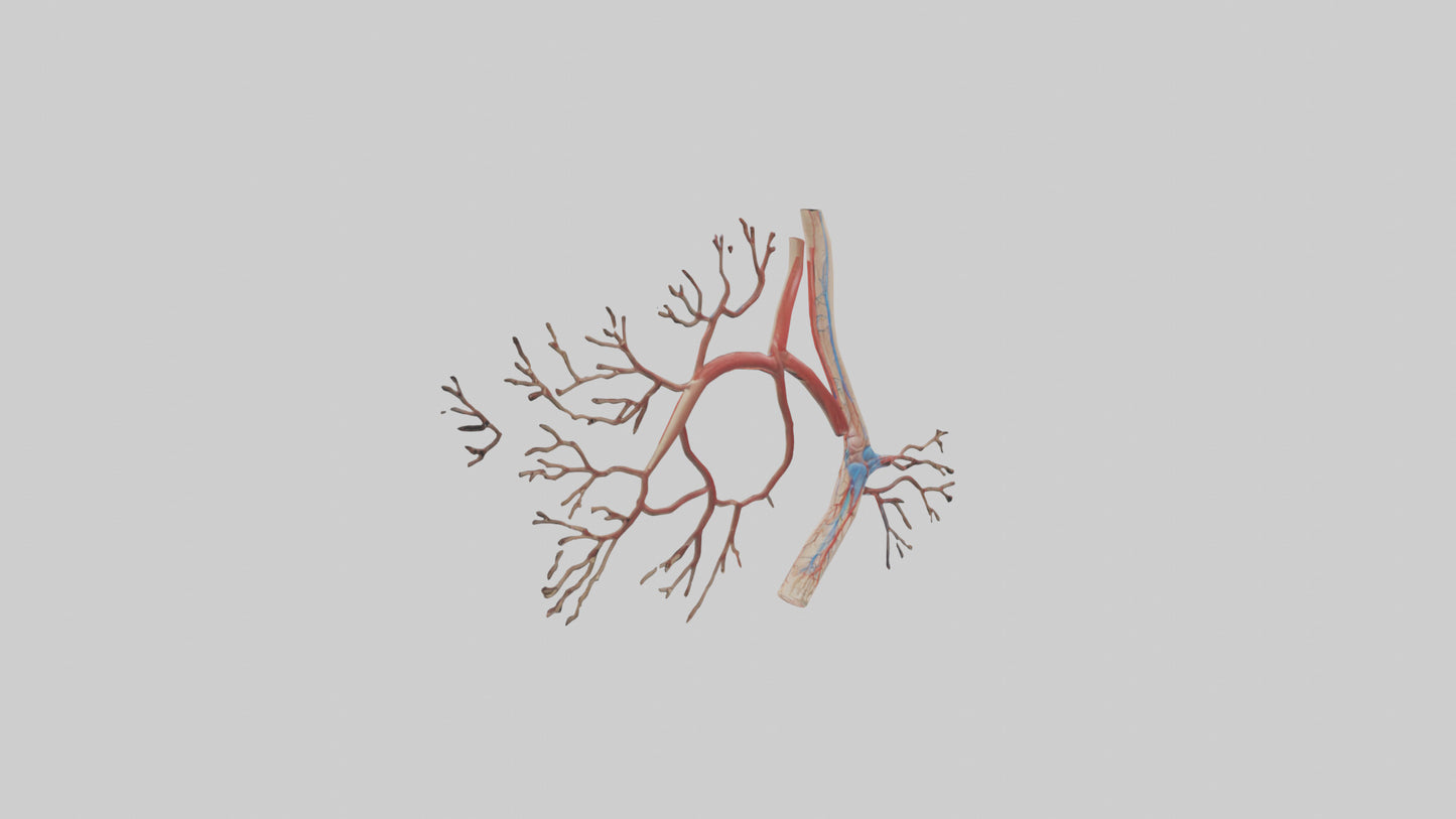 3D model Human Popliteal Artery Model VR / AR / low-poly
