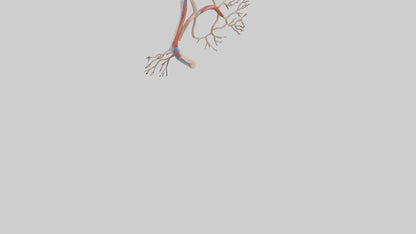 3D model Human Popliteal Artery Model VR / AR / low-poly