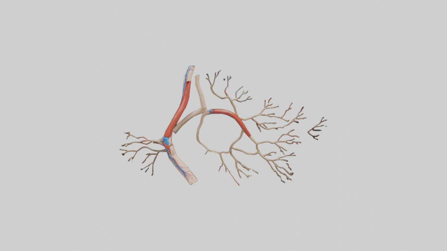 3D model Human Popliteal Artery Model VR / AR / low-poly