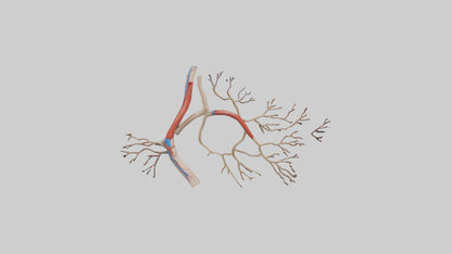3D model Human Popliteal Artery Model VR / AR / low-poly