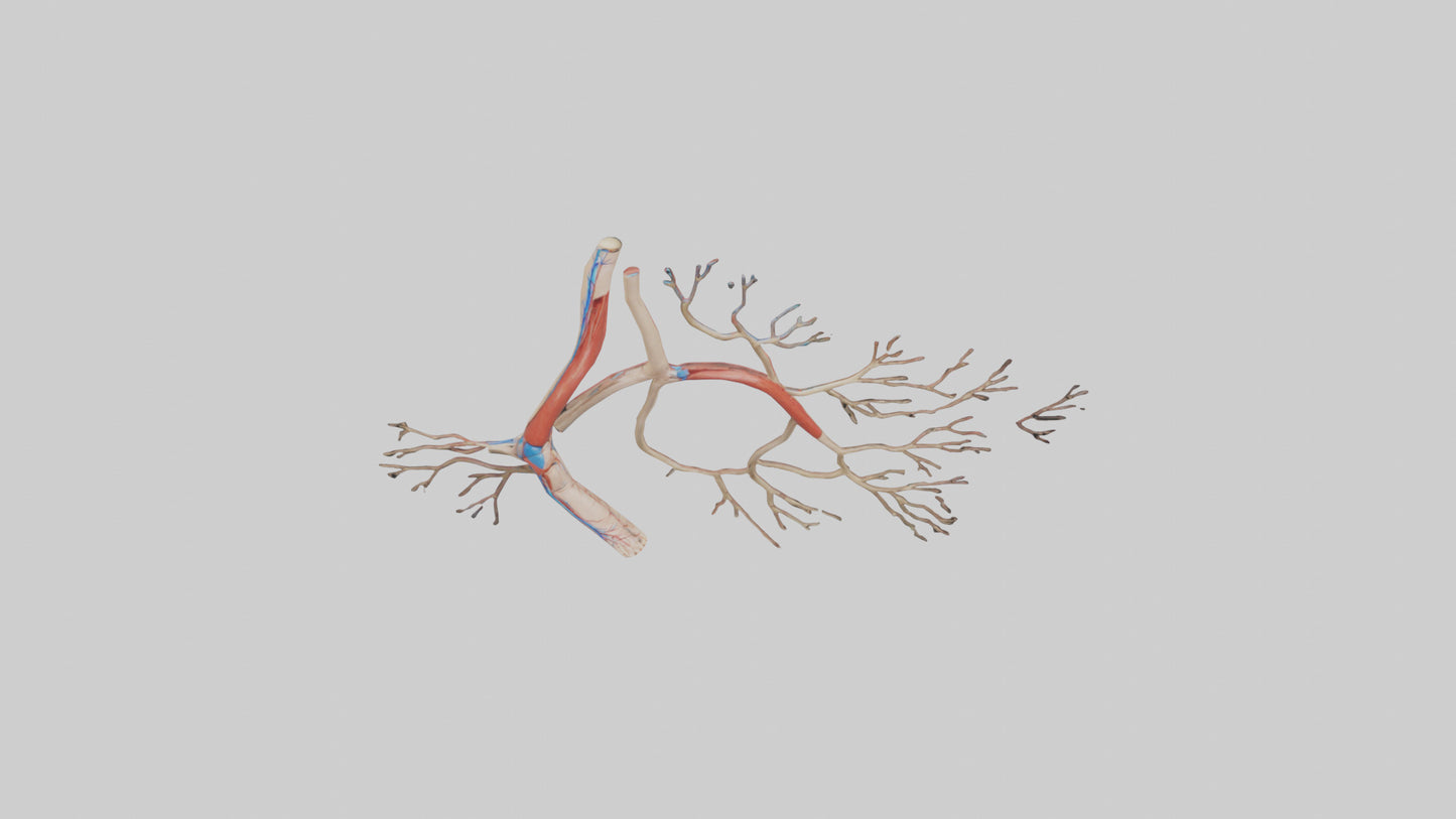 3D model Human Popliteal Artery Model VR / AR / low-poly