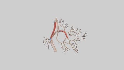 3D model Human Popliteal Artery Model VR / AR / low-poly