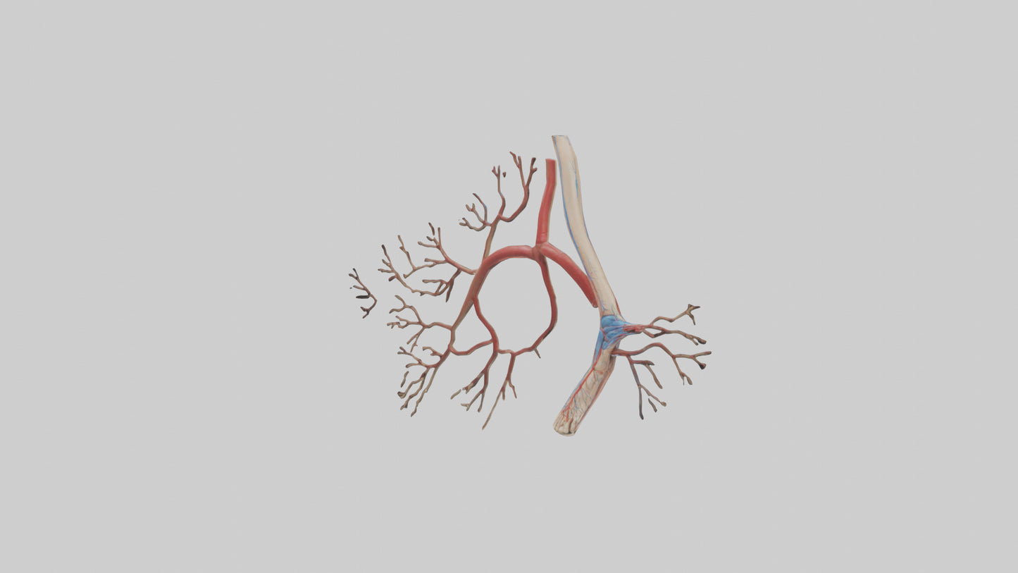 3D model Human Popliteal Artery Model VR / AR / low-poly