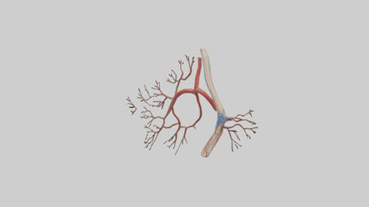 3D model Human Popliteal Artery Model VR / AR / low-poly
