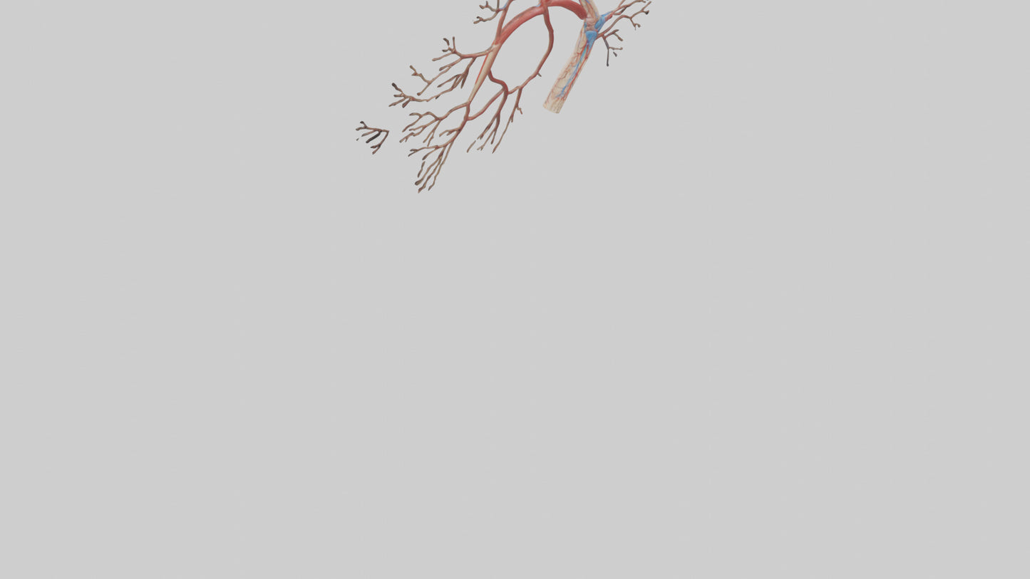 3D model Human Popliteal Artery Model VR / AR / low-poly