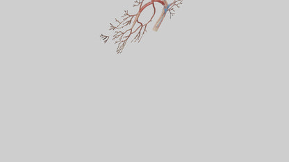 3D model Human Popliteal Artery Model VR / AR / low-poly