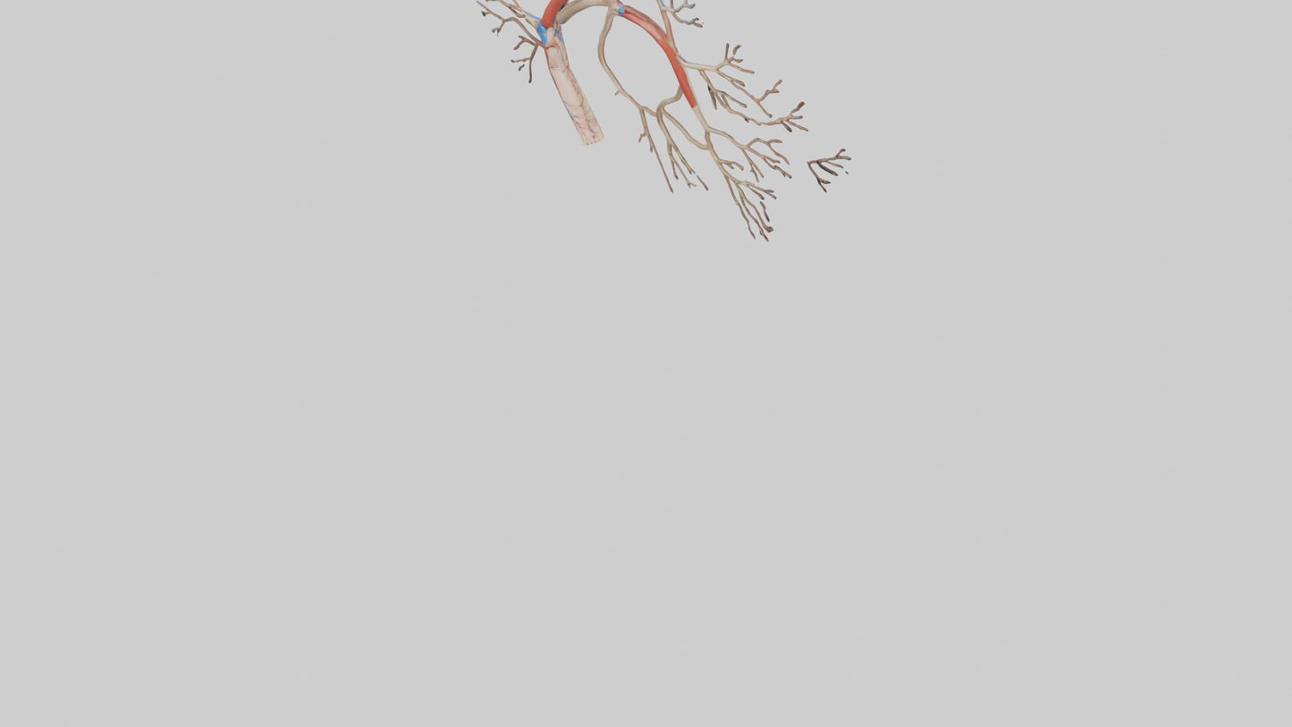 3D model Human Popliteal Artery Model VR / AR / low-poly