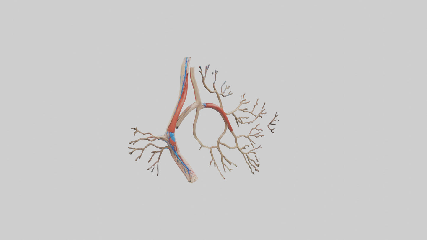 3D model Human Popliteal Artery Model VR / AR / low-poly