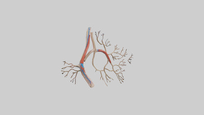 3D model Human Popliteal Artery Model VR / AR / low-poly