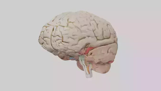 Human Prefrontal Cortex Model VR / AR / low-poly