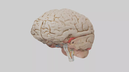 Human Prefrontal Cortex Model VR / AR / low-poly