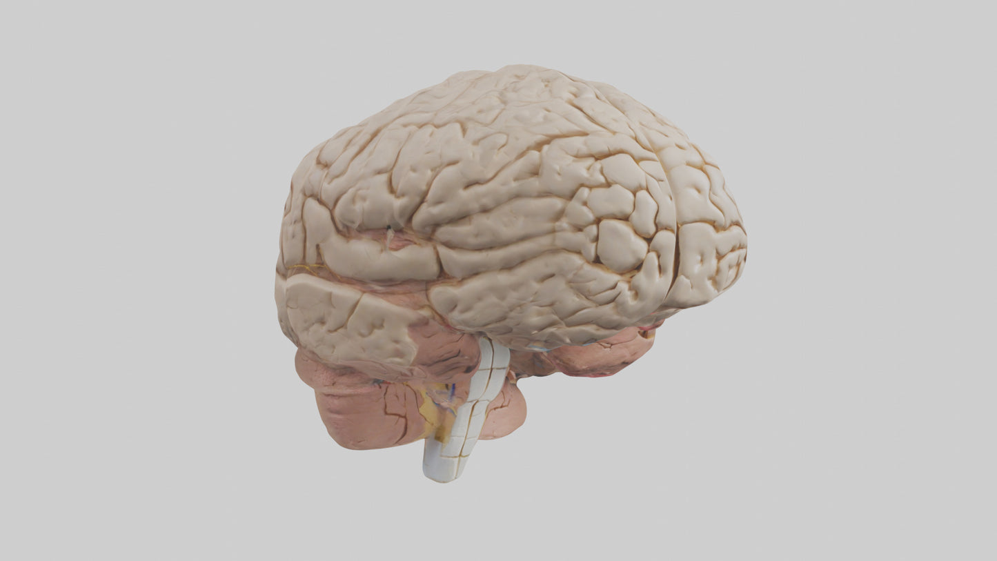 Human Prefrontal Cortex Model VR / AR / low-poly