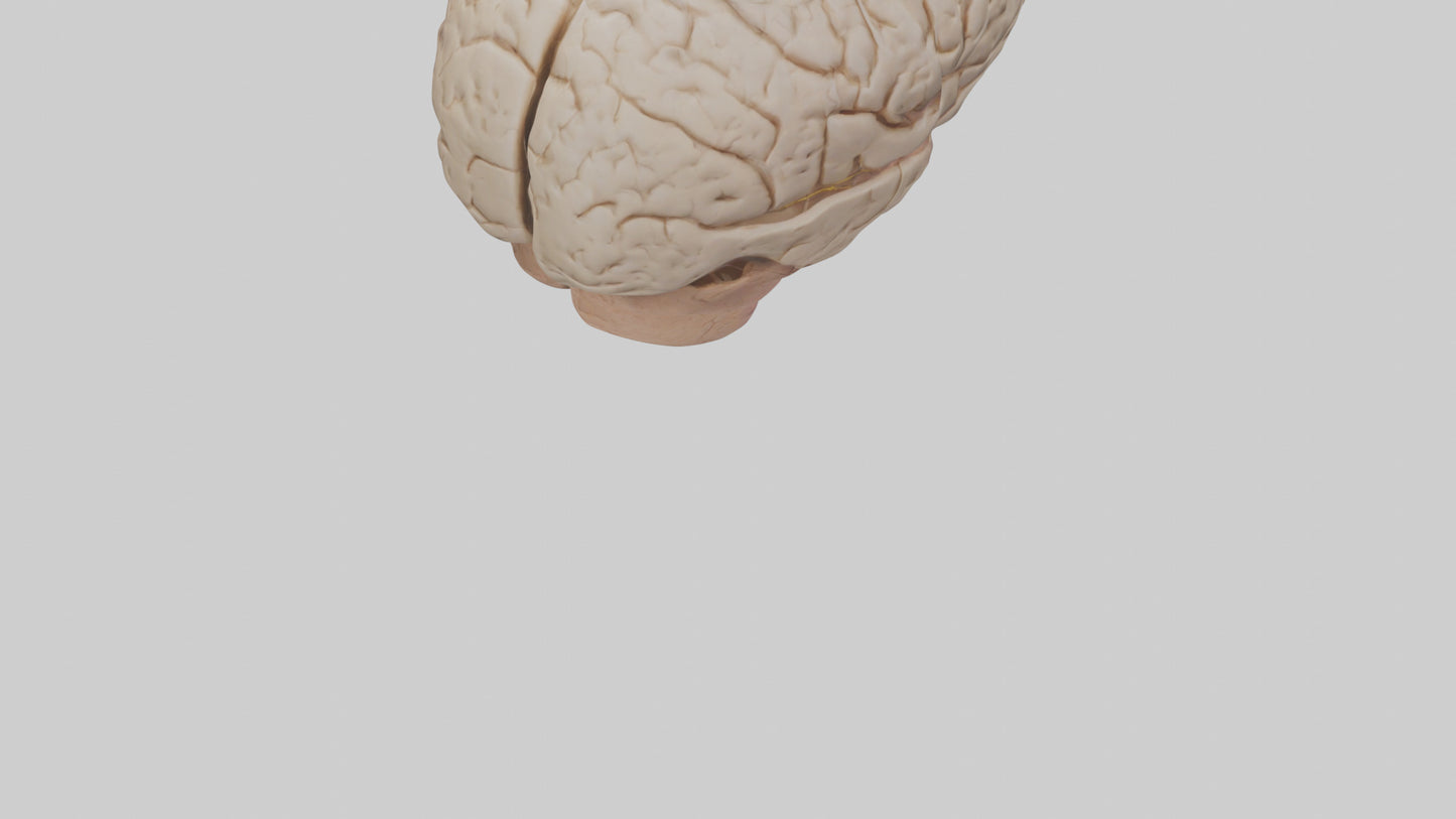 Human Prefrontal Cortex Model VR / AR / low-poly