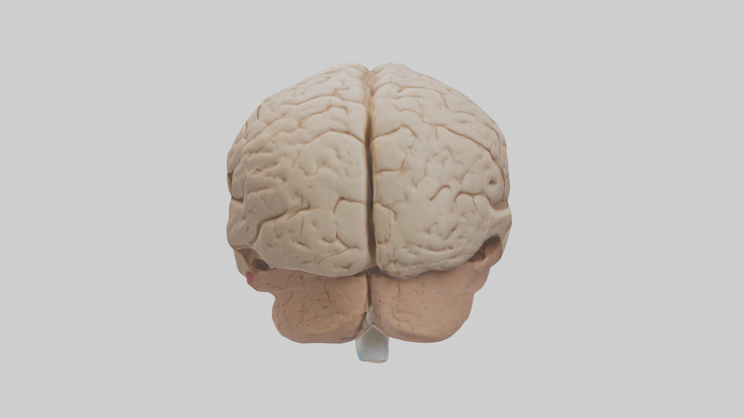Human Prefrontal Cortex Model VR / AR / low-poly