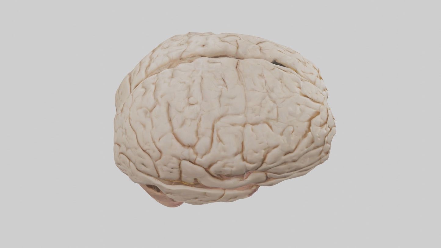 Human Prefrontal Cortex Model VR / AR / low-poly
