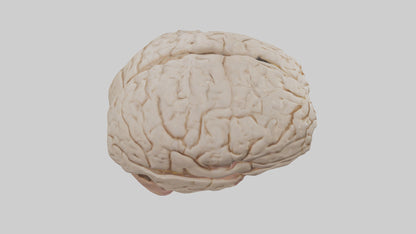Human Prefrontal Cortex Model VR / AR / low-poly