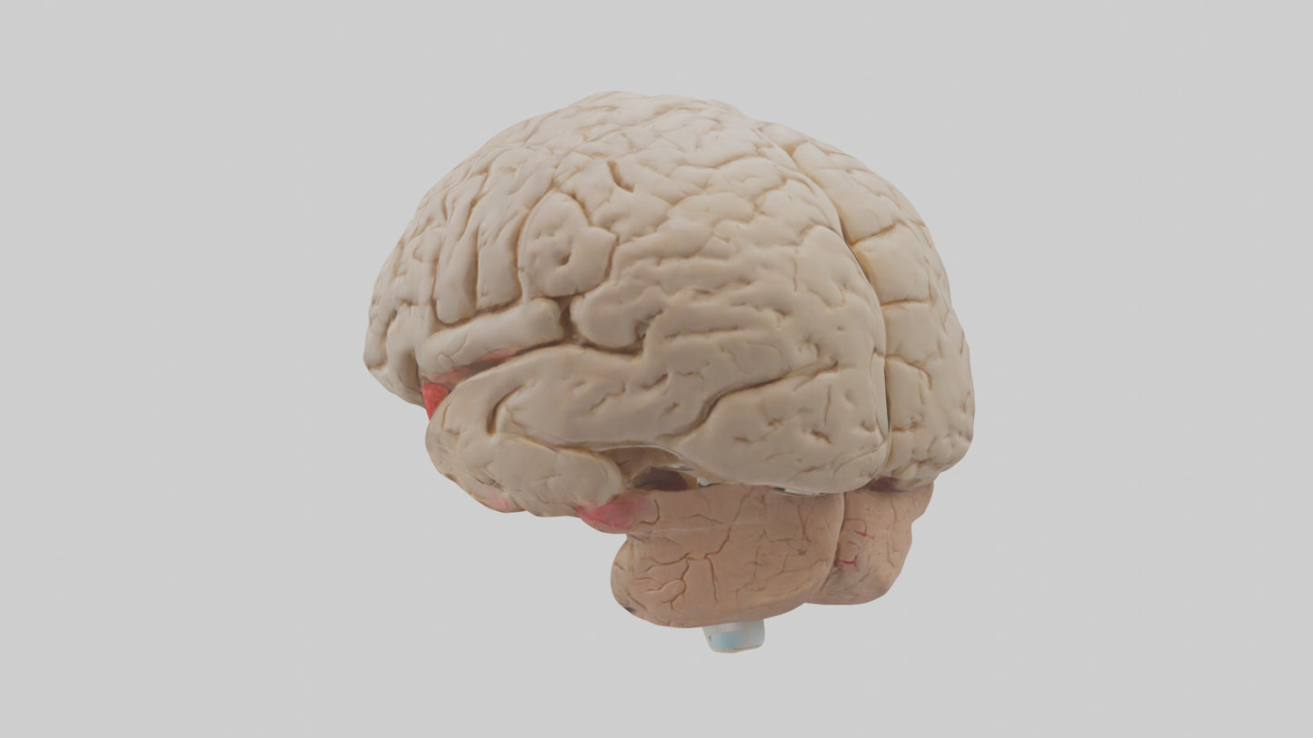 Human Prefrontal Cortex Model VR / AR / low-poly