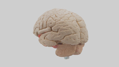 Human Prefrontal Cortex Model VR / AR / low-poly