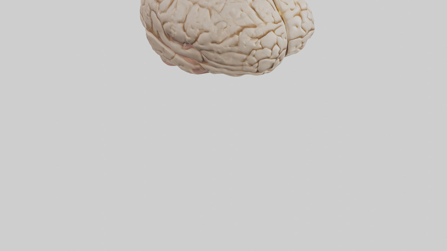 Human Prefrontal Cortex Model VR / AR / low-poly