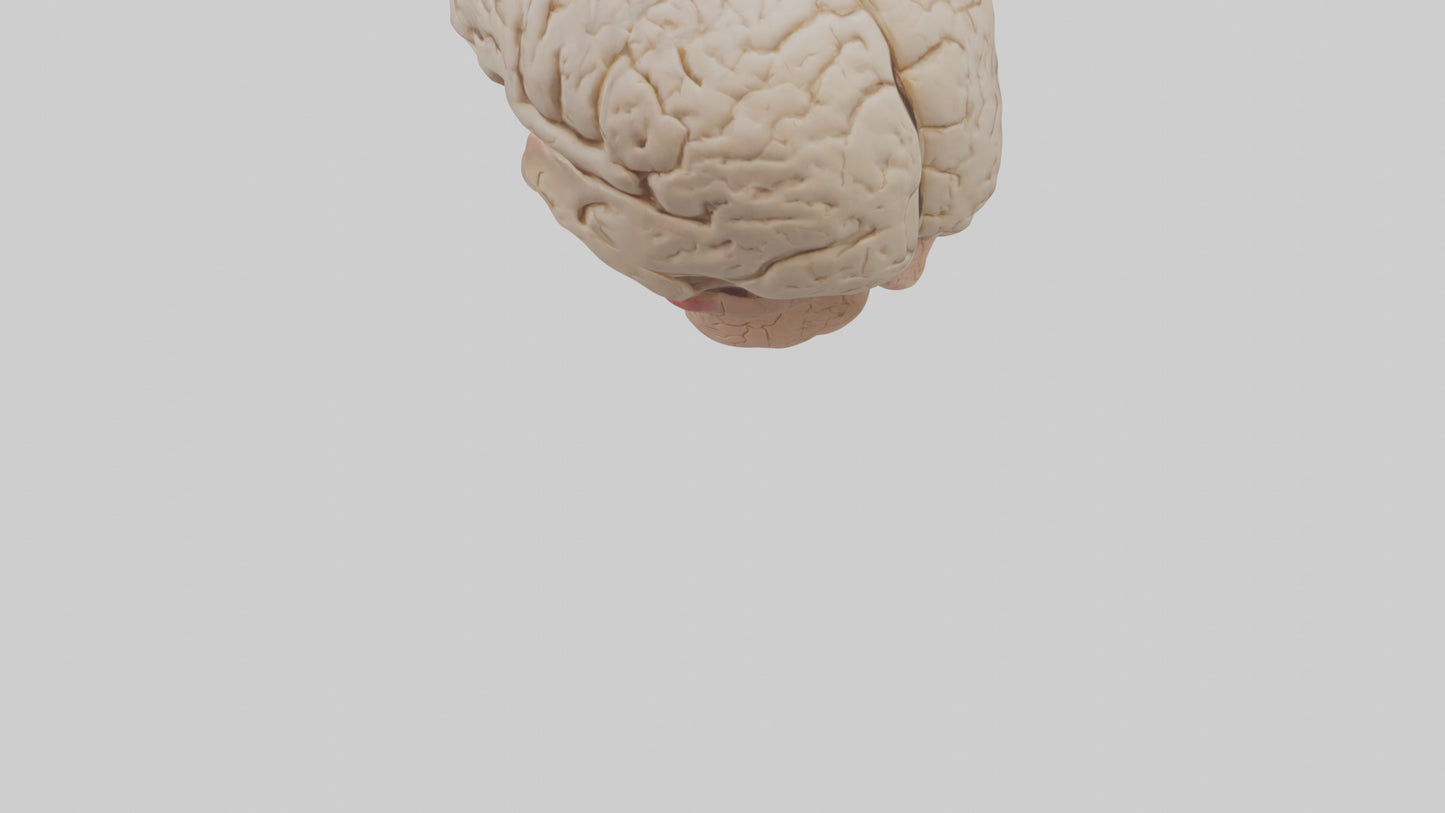Human Prefrontal Cortex Model VR / AR / low-poly
