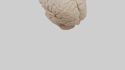 Human Prefrontal Cortex Model VR / AR / low-poly