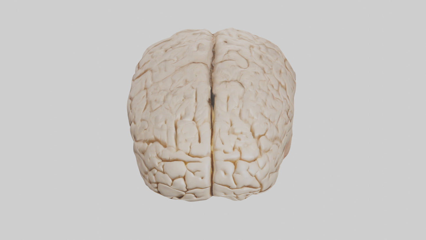Human Prefrontal Cortex Model VR / AR / low-poly