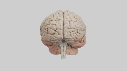 Human Prefrontal Cortex Model VR / AR / low-poly