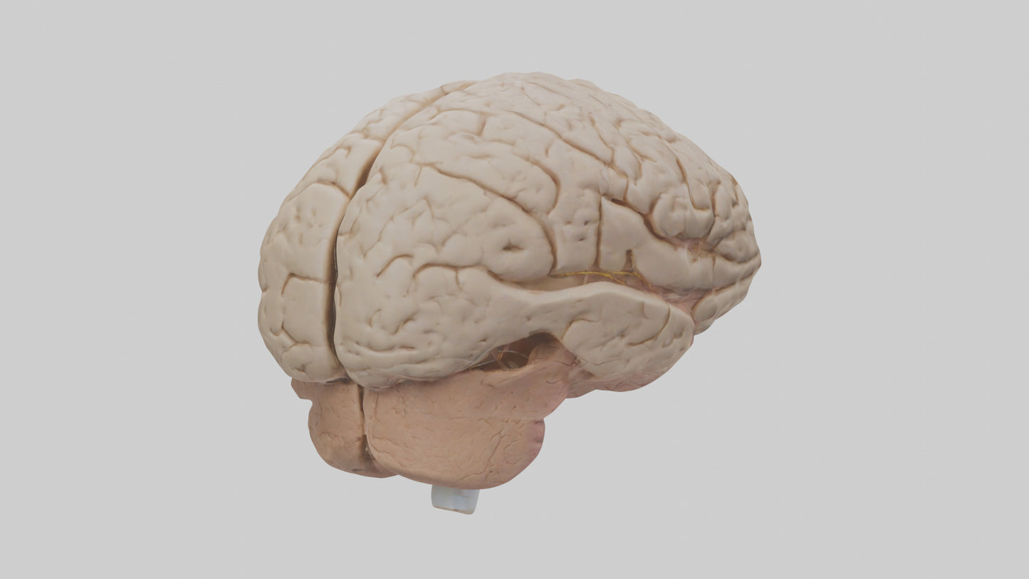 Human Prefrontal Cortex Model VR / AR / low-poly