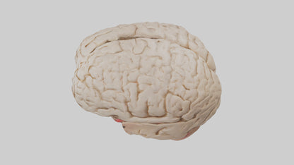 Human Prefrontal Cortex Model VR / AR / low-poly