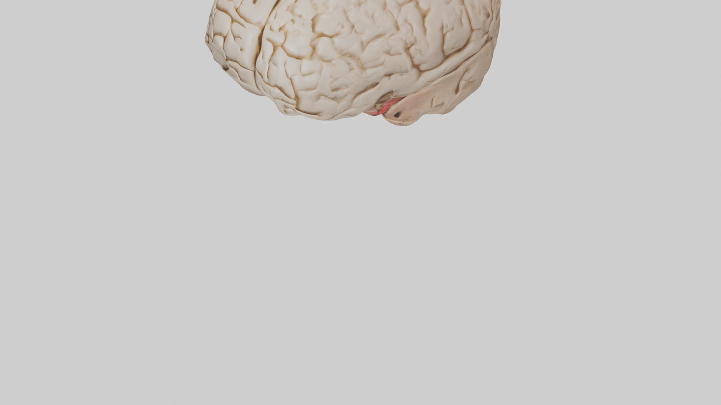 Human Prefrontal Cortex Model VR / AR / low-poly