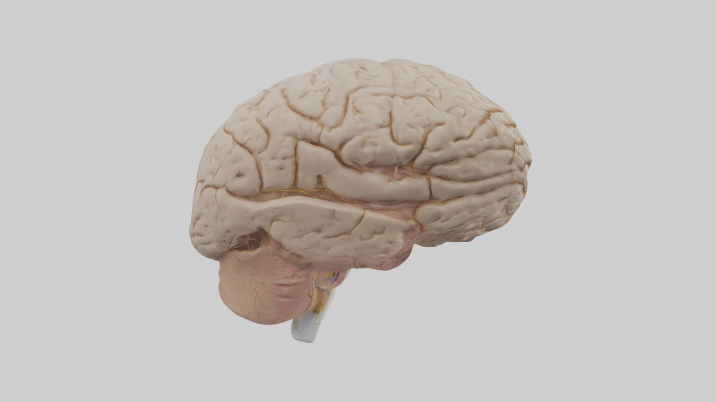 Human Prefrontal Cortex Model VR / AR / low-poly