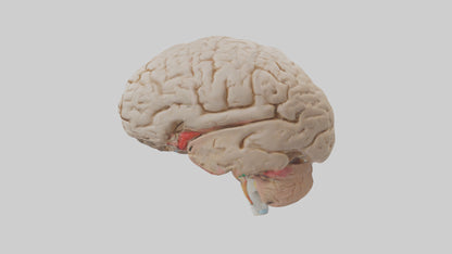 Human Prefrontal Cortex Model VR / AR / low-poly