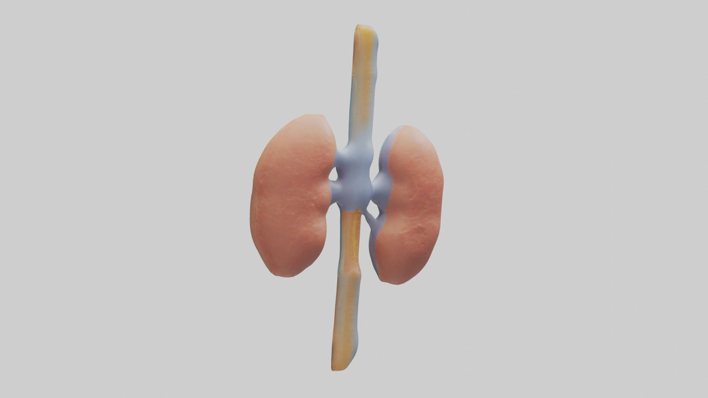 Human Prostate Gland Model VR / AR / low-poly