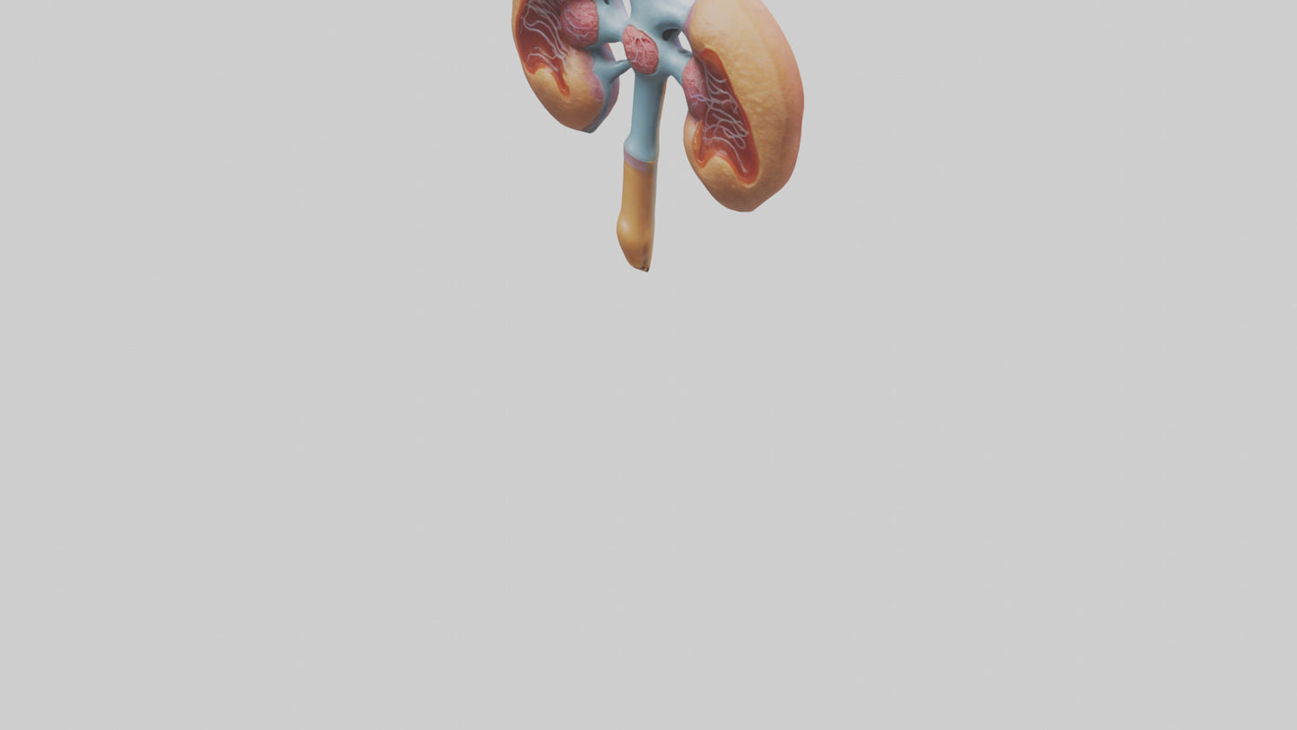 Human Prostate Gland Model VR / AR / low-poly