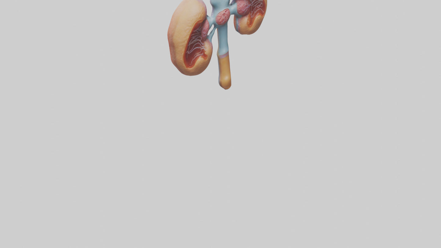 Human Prostate Gland Model VR / AR / low-poly